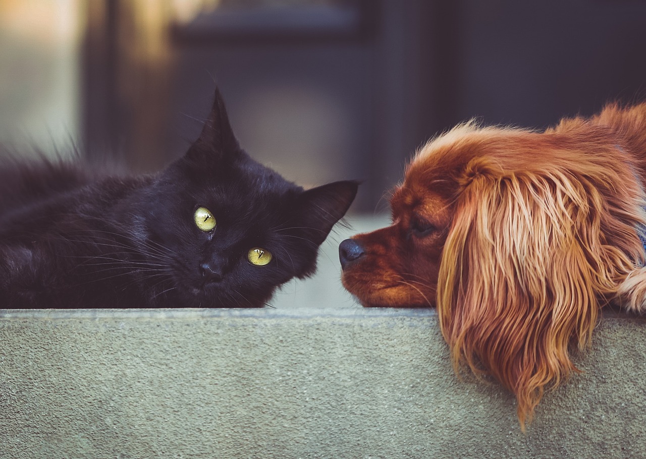 dog cat stocksnap
