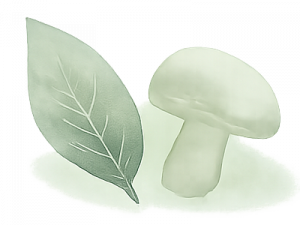 Baustelle mykotherapie phytotherapie bello belinda