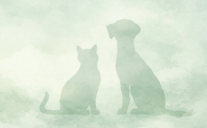 hund und katz bello belinda home