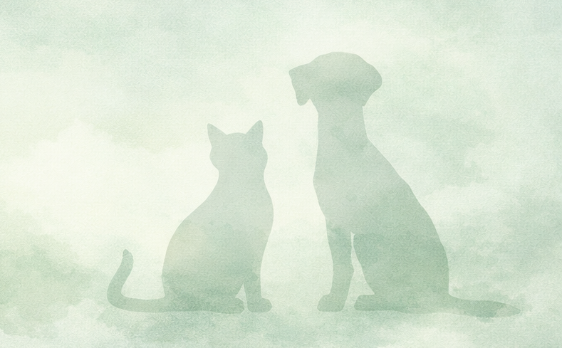 hund und katz bello belinda home